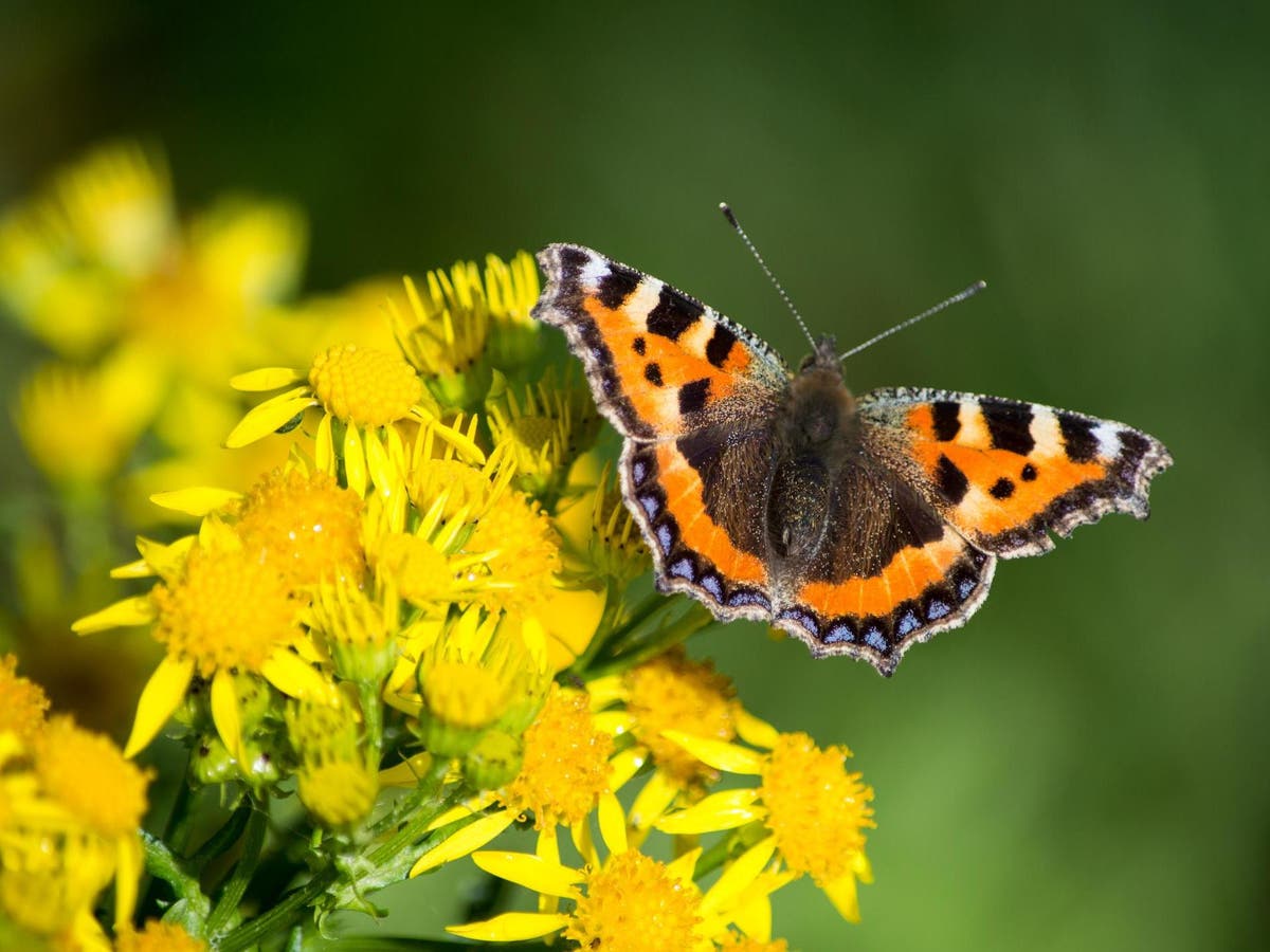 Mass insect extinction within a century threatens 'catastrophic' collapse of nature’s ecosystems, scientists warn