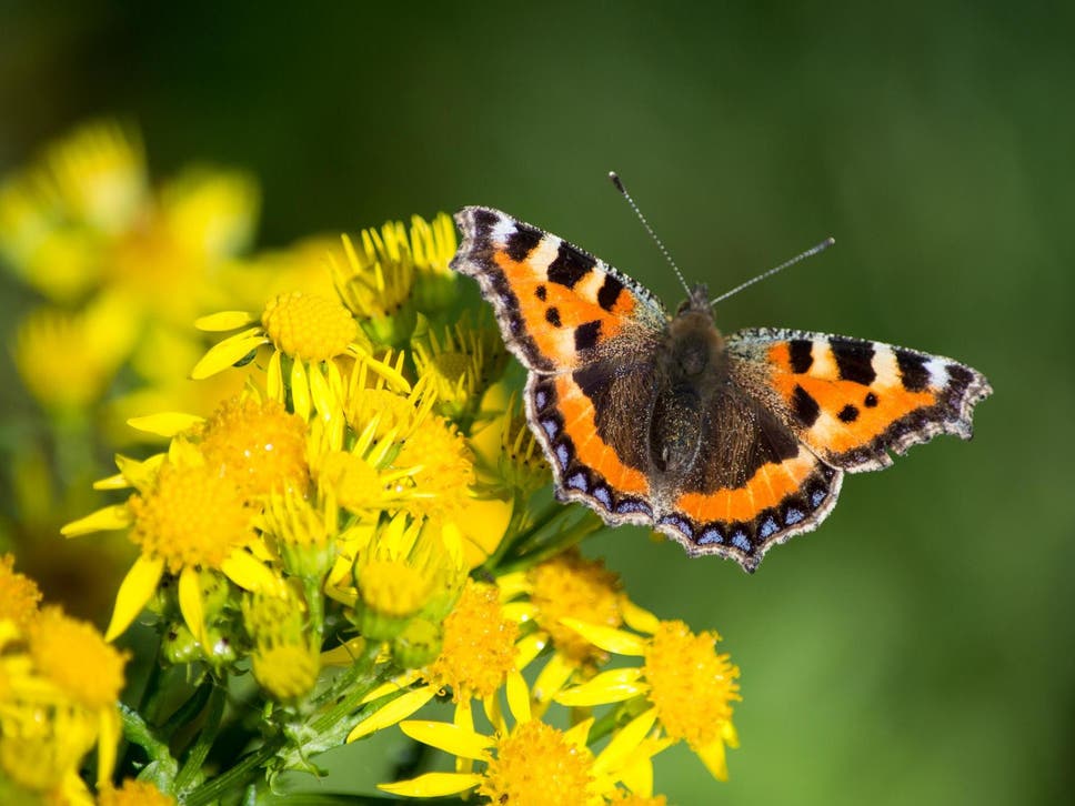Insects threatened with rapid extinction? Butterfly-0