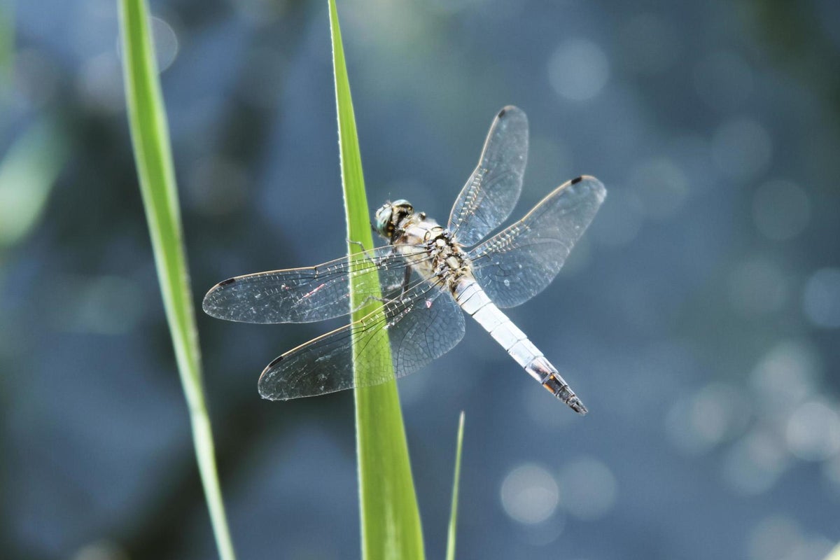 Bring biodiversity back to your garden to help save the planet | The ...