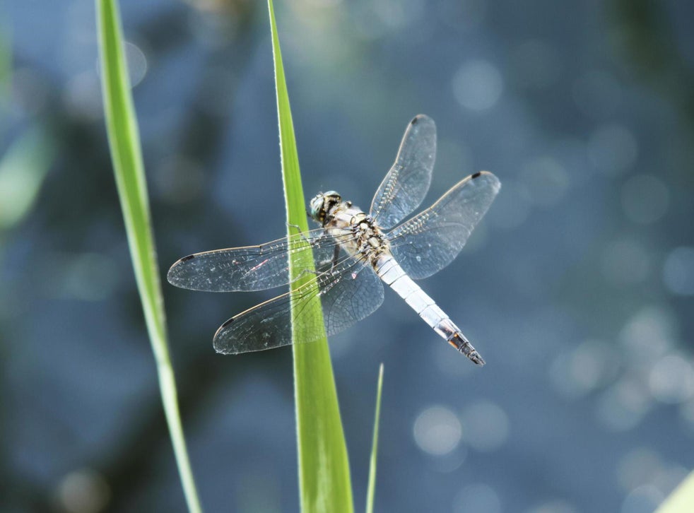 Bring biodiversity back to your garden to help save the planet | The ...