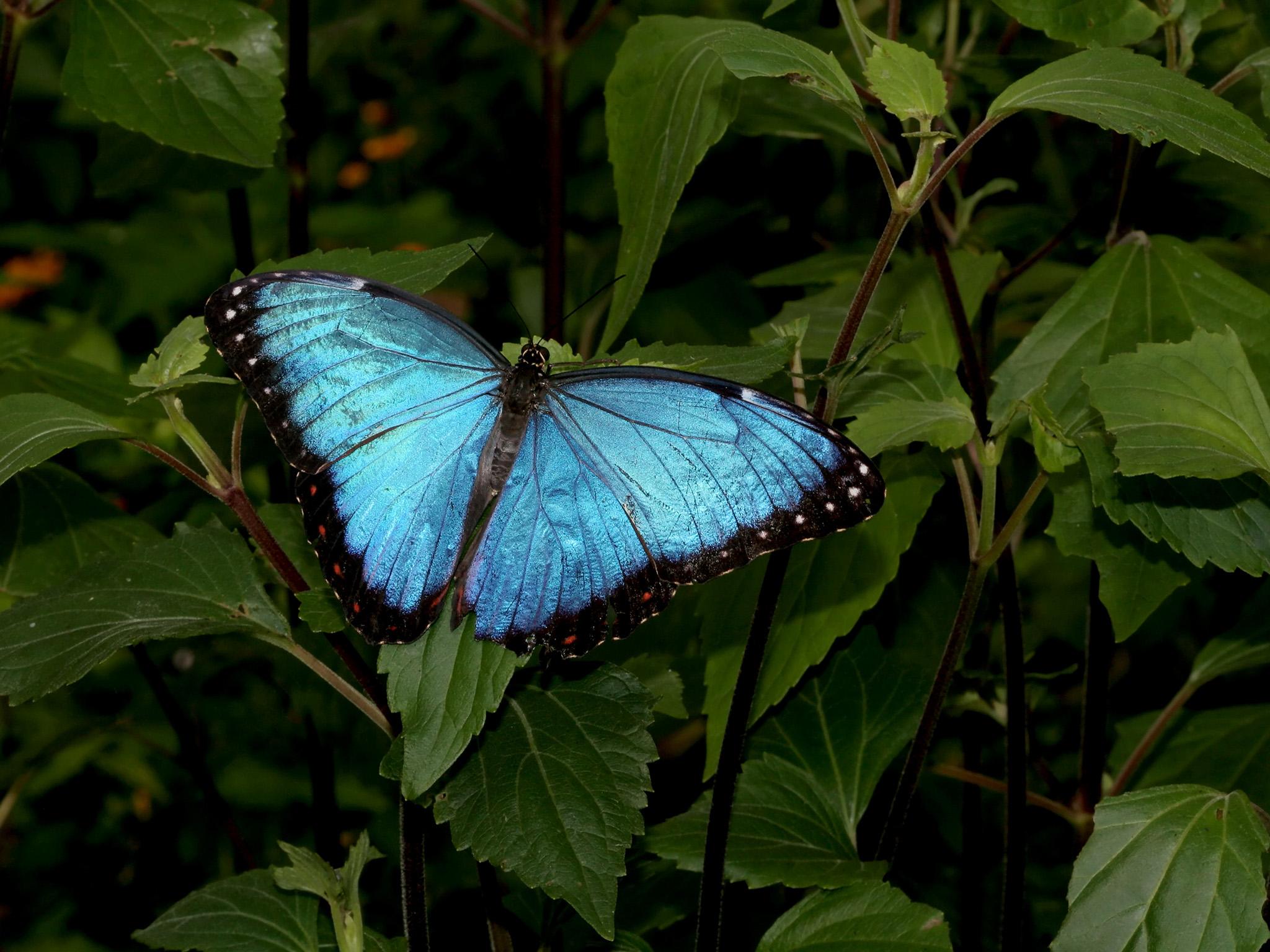 Butterflies