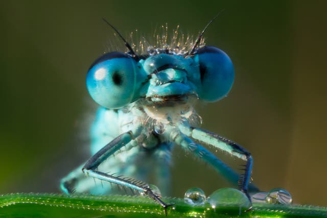 <p>Female dragonflies identify potential mates by pigment on the males’ wings</p>