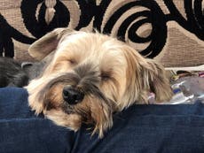 Dog thought to have a brain tumour turns out to have a 7cm needle stuck in neck