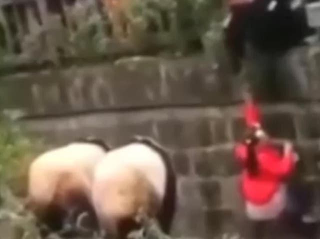 The little girl was rescued as the pandas approached