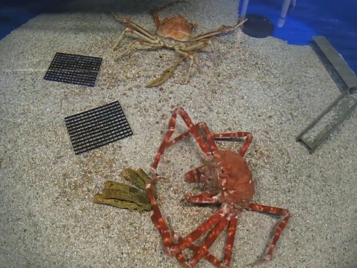 Japanese Spider Crab Moults Its Shell In Amazing Timelapse Video The Independent The Independent