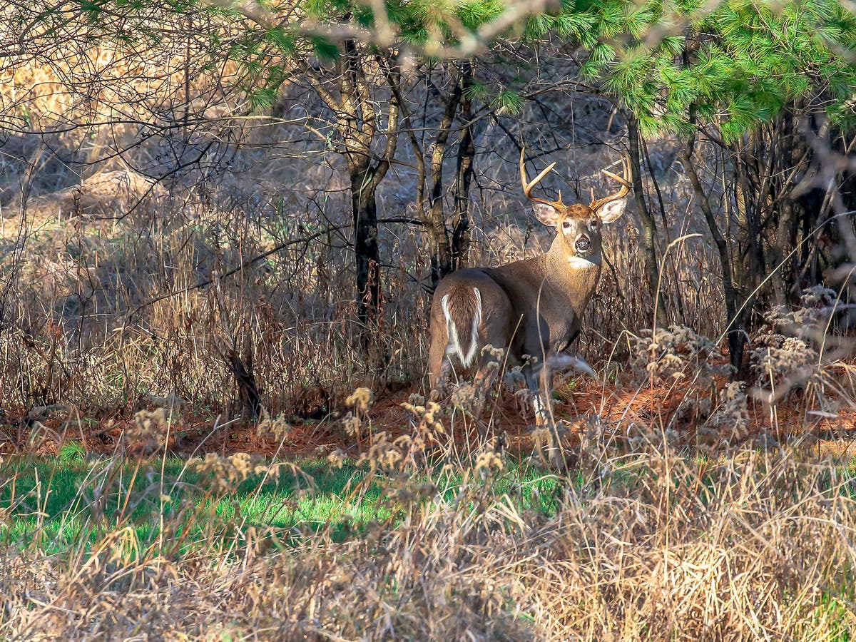 'Zombie' deer disease could spread to humans, experts warn