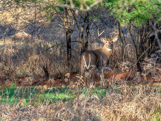 Millenials like Wade Truong hunt deer to have more of a connection with the food they're eating