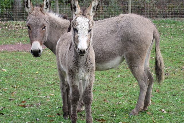 File image of donkeys in a field.
