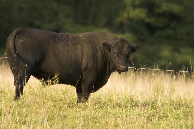 An Angus bull has become the world's most expensive, selling for $1.51m