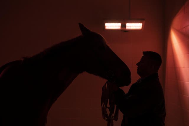 A horse is held before being given an Ultrasound at the Newmarket Equine Hospital