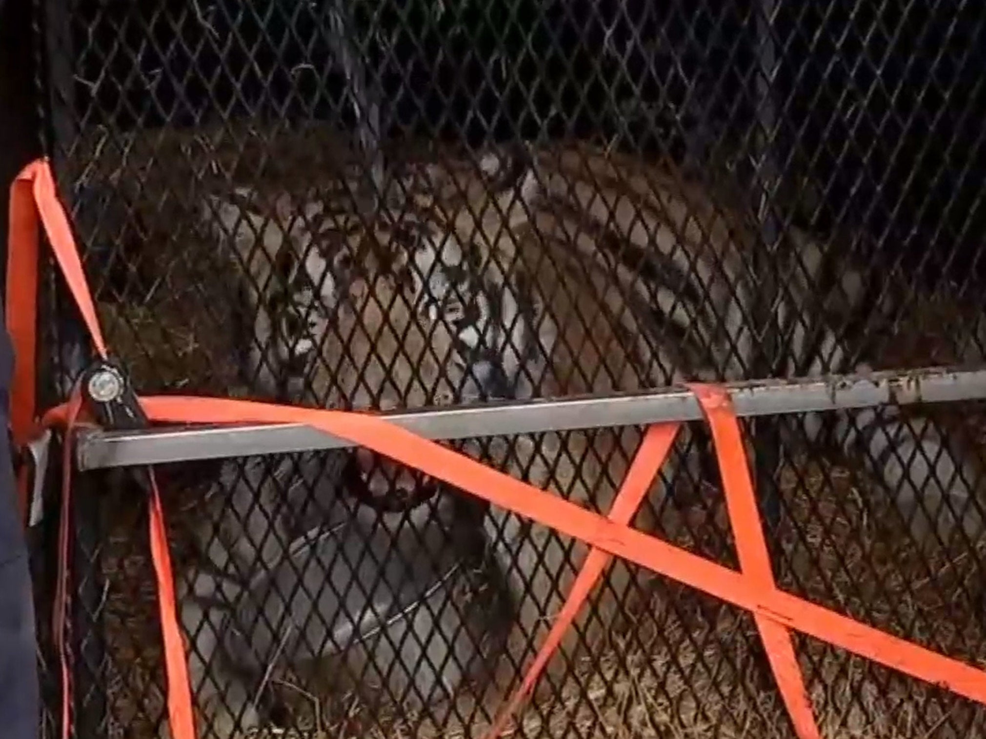 Man goes into abandoned house in Texas to smoke cannabis and finds overweight tiger