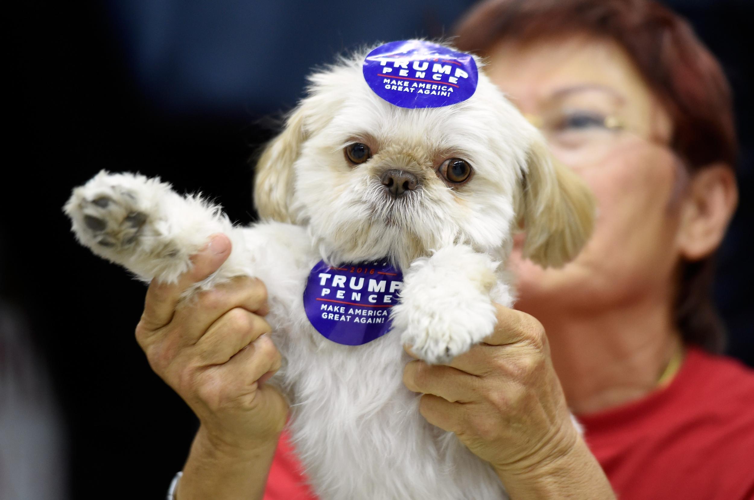 dog maga hat