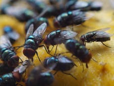 Food poisoning cases could surge as climate change brings swarms of flies, scientists warn