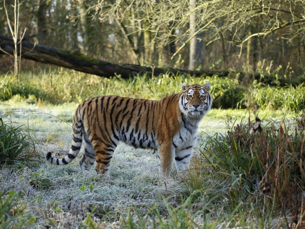 The Siberian tiger was killed on Monday