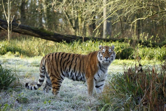 The Siberian tiger was killed on Monday
