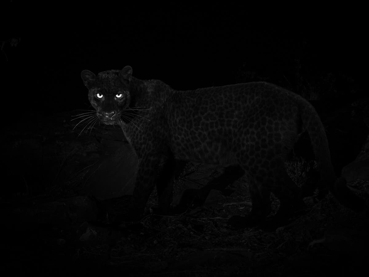 Rare African black leopard captured in photographs for first time