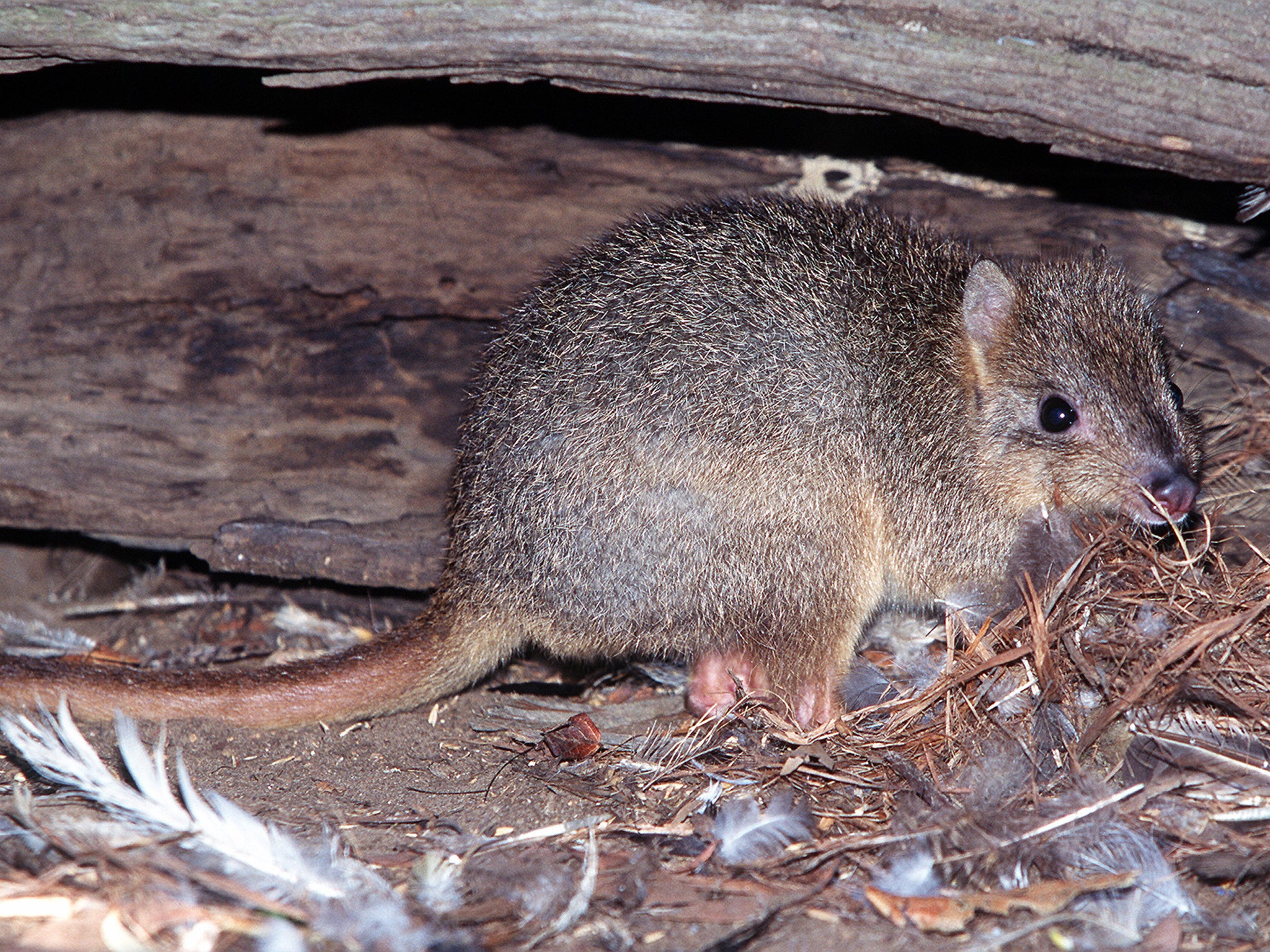 A Burrowing Bettong hides under a log near Cygnet River on Kangaroo Island in?1999