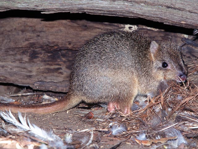 <p>Bettongs love to dig and have a thing for mushrooms</p>
