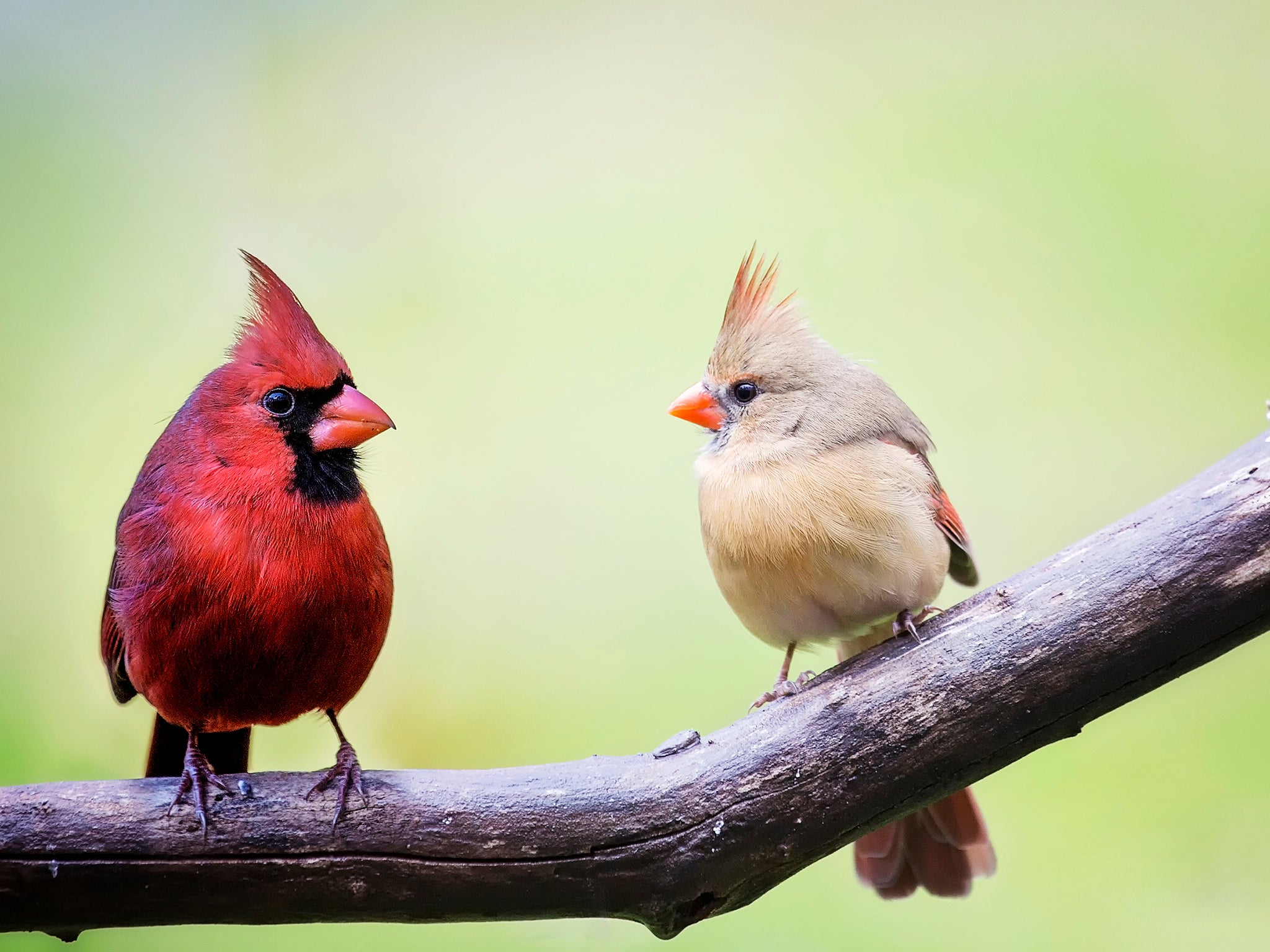 Male and female cardinal birds perched on a tree