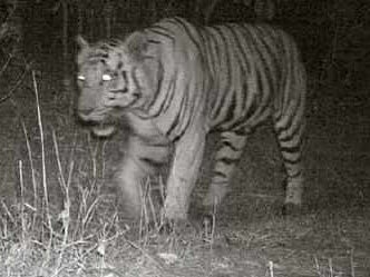 Night vision: a tiger seen in Gujarat for the first time in 27 years