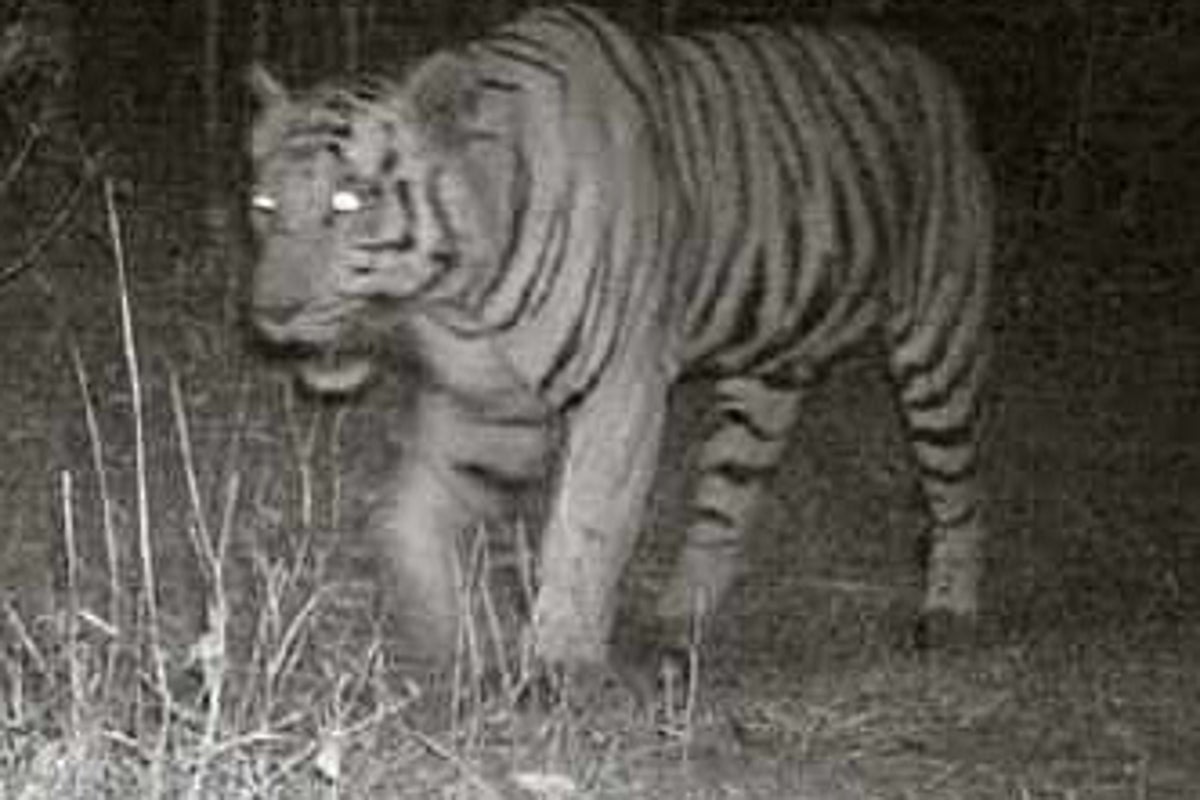 Lions, tigers and leopards living in same region on Earth for first time in 27 years