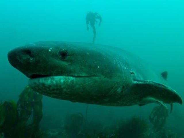 Sevengill sharks are opportunistic stealth predators usually relegated to hunting among kelp forests rather than open waters where they would be vulnerable to great whites