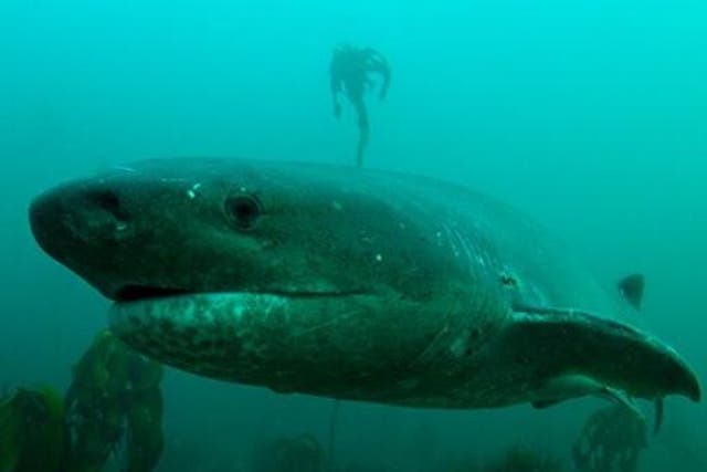 Sevengill sharks are opportunistic stealth predators usually relegated to hunting among kelp forests rather than open waters where they would be vulnerable to great whites