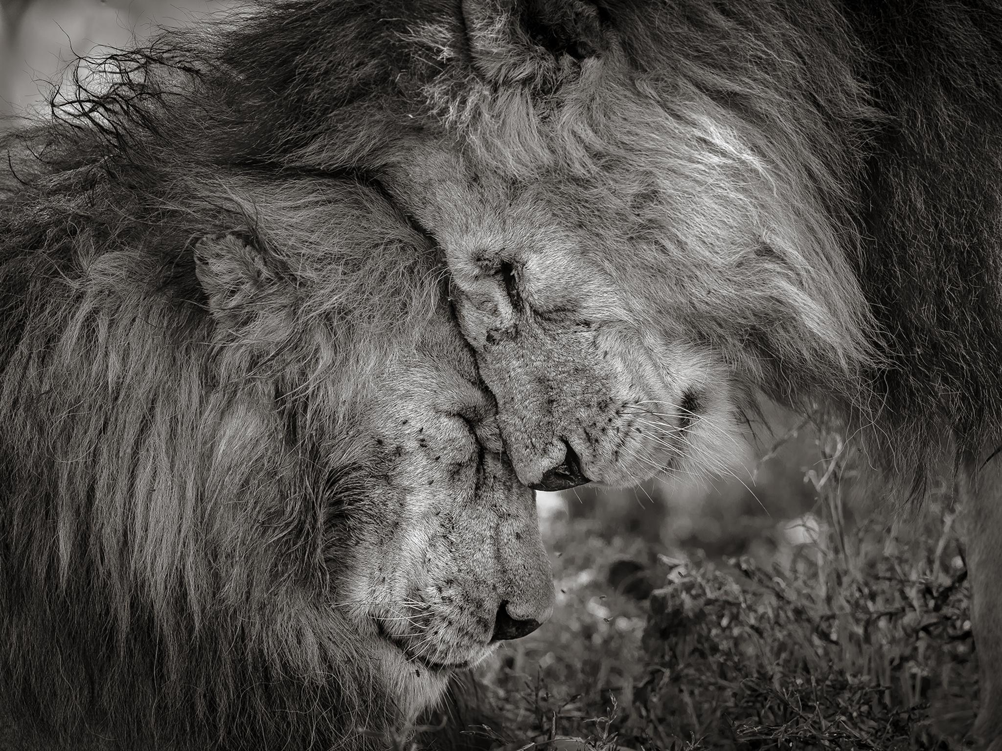 Wildlife Photographer Of The Year Nuzzling Lions Take Pride
