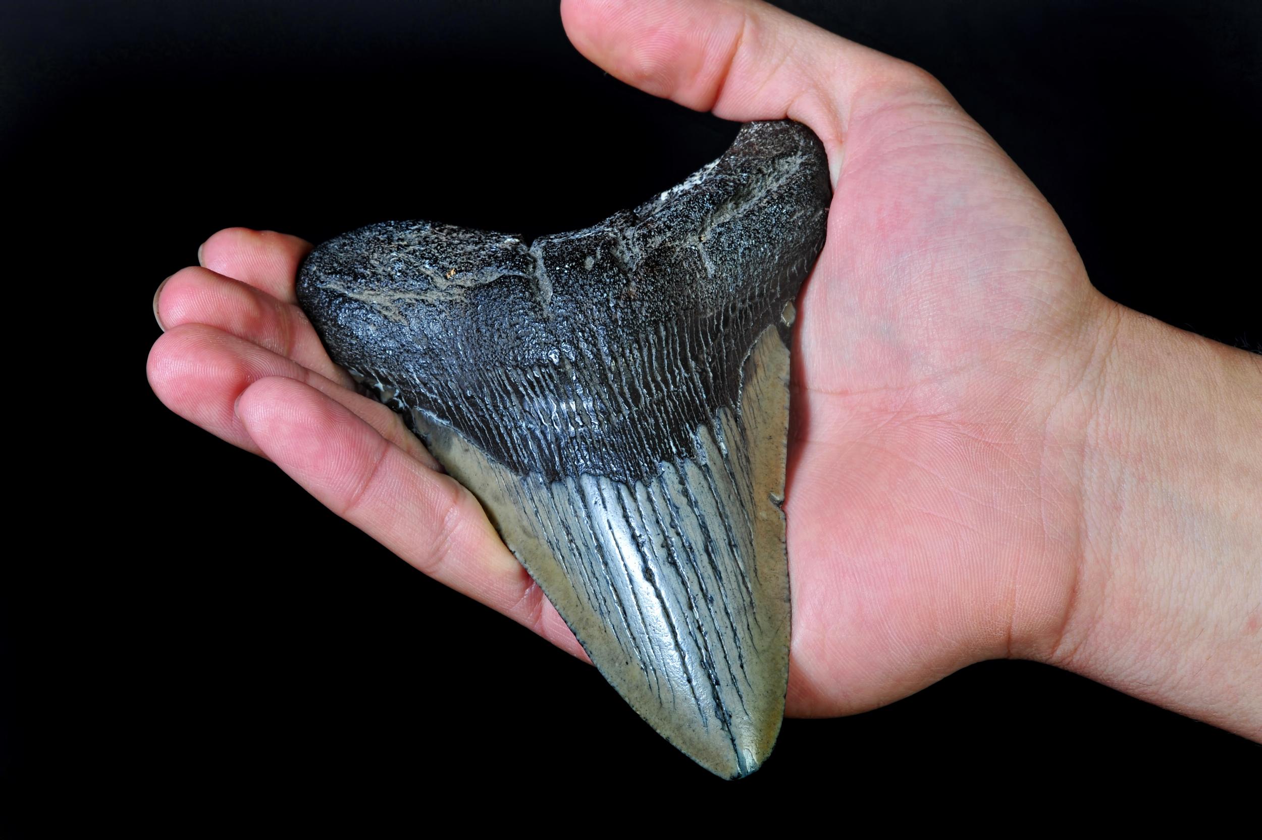 A huge fossilised megalodon tooth