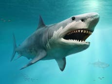 Mystery behind extinction of 60ft shark may have been solved