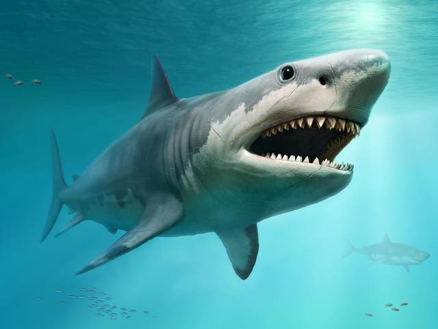Illustration of a Megolodon, which is related to the modern great white shark
