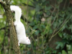 Super-rare albino squirrel pictured in UK