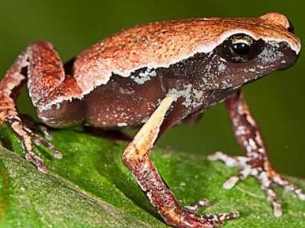 The new frog species, Mysticellus