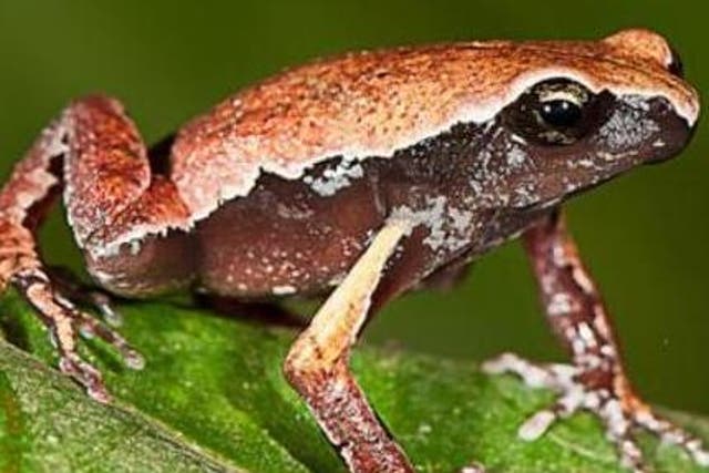 The new frog species, Mysticellus