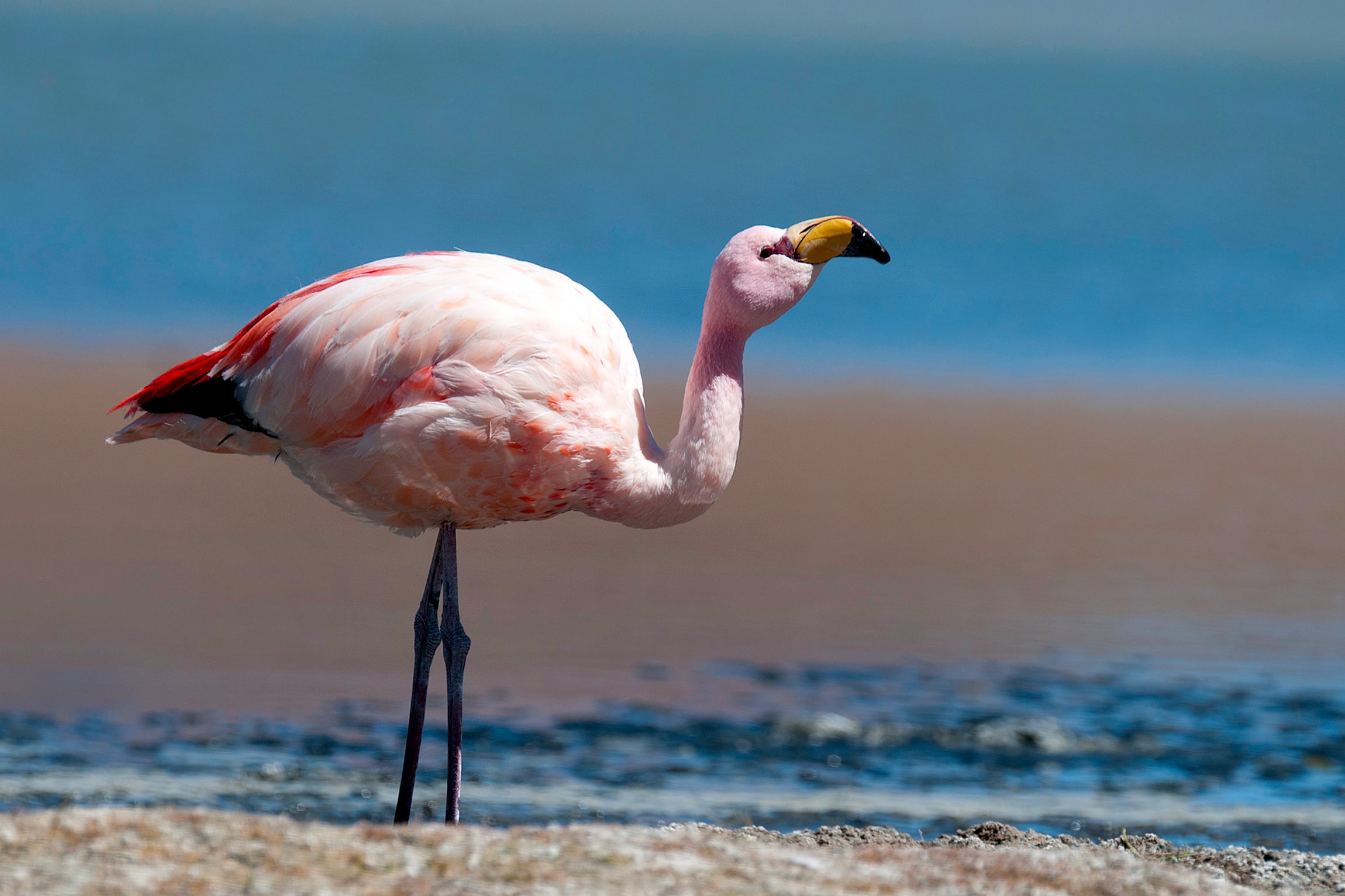The Andean Flamingo is listed as ‘vulnerable’ on the IUCN red list