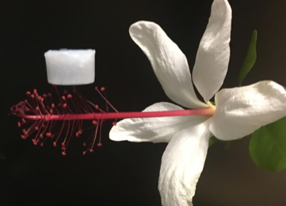 The incredibly light material balancing on the stem of a flower