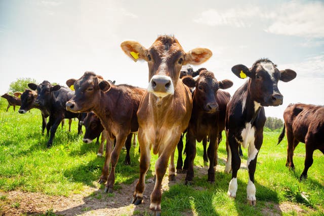 The protestors tell the cows they are 'loved' (Stock)