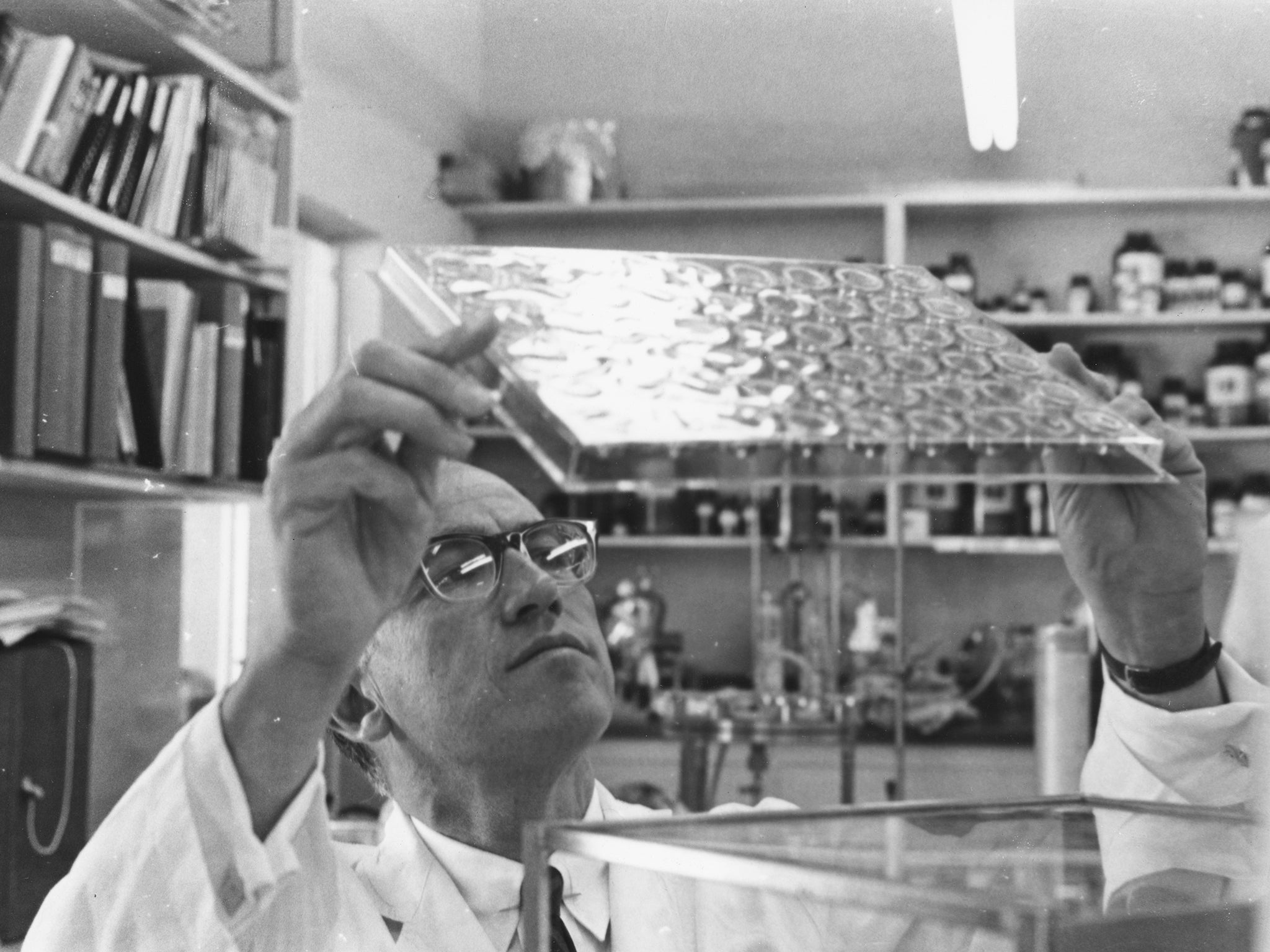 Dr Jonas Salk studying slides in his laboratory, following the invention of his polio vaccine in 1954