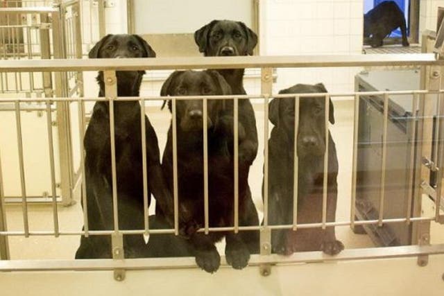 British celebrities back petition to save six labradors who will be put down at the end of a medical trial at Gothenburg University, in Sweden. This picture shows dogs previously used in the same experiment.