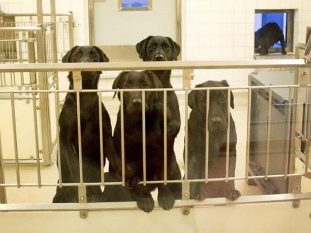 British celebrities back petition to save six labradors who will be put down at the end of a medical trial at Gothenburg University, in Sweden. This picture shows dogs previously used in the same experiment.