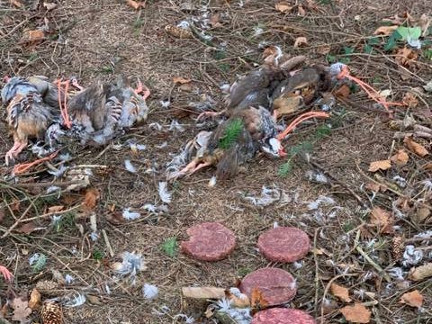 The Police Service of Northern Ireland has launched an investigation into wildlife poisoning after discovering the carcasses of the game bird and raw meat in the Victoria Road area
