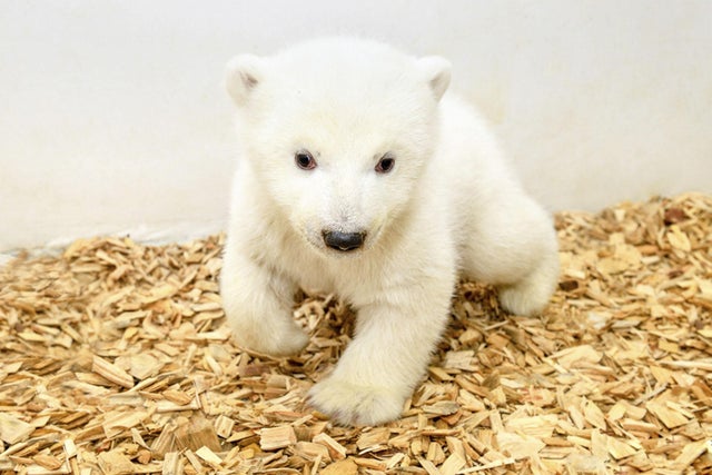 Woman Sentenced To Jail For Freeing Crying Bear Cub From Trap In New Jersey The Independent The Independent