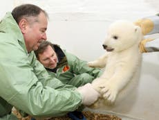 First pictures of polar bear cub born in Berlin Zoo