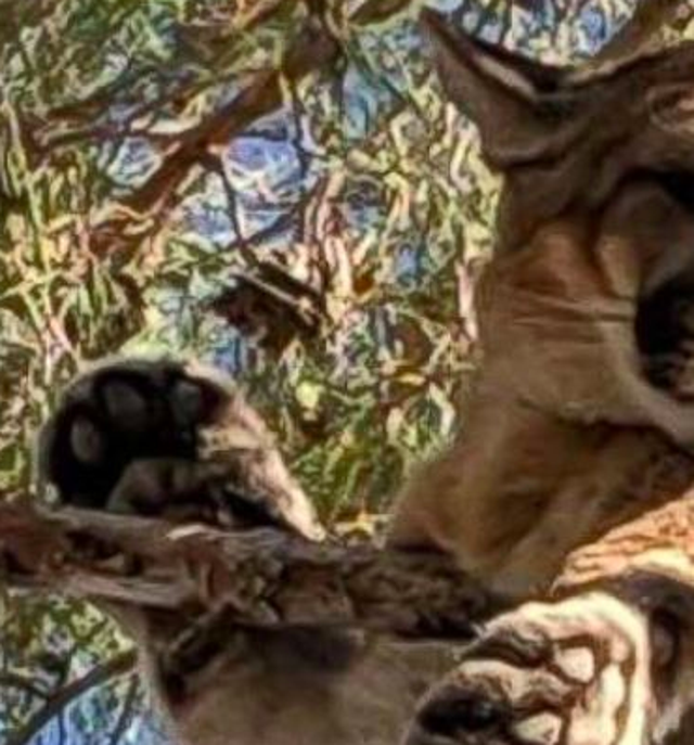 Firefighters rescued a mountain lion that was stuck in a tree outside a home in the California desert.