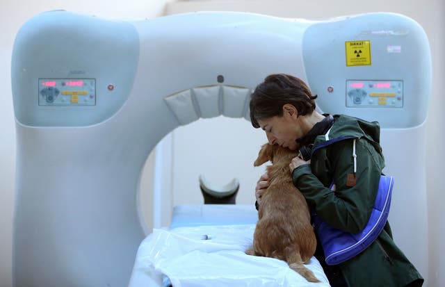 Inside Turkey's largest animal hospital saving thousands of sick animals  every year | The Independent | The Independent