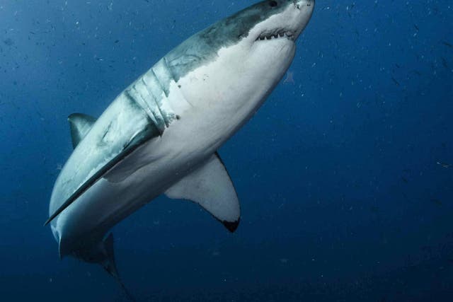 Great whites have existed for at least 16 million years thanks to highly effective and 'fine-tuned' genetic code