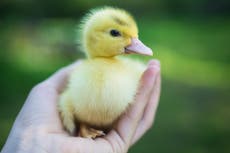 Teenage boy hatches duckling from Waitrose supermarket egg