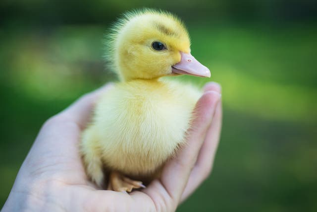 Little cute duckling in woman hands