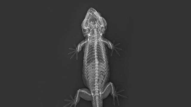 18,000 animals have been x-rayed as part of routine health checks at London Zoo in Regent's Park