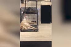 Chanel accused of animal cruelty after dogs left in 'tiny cages'